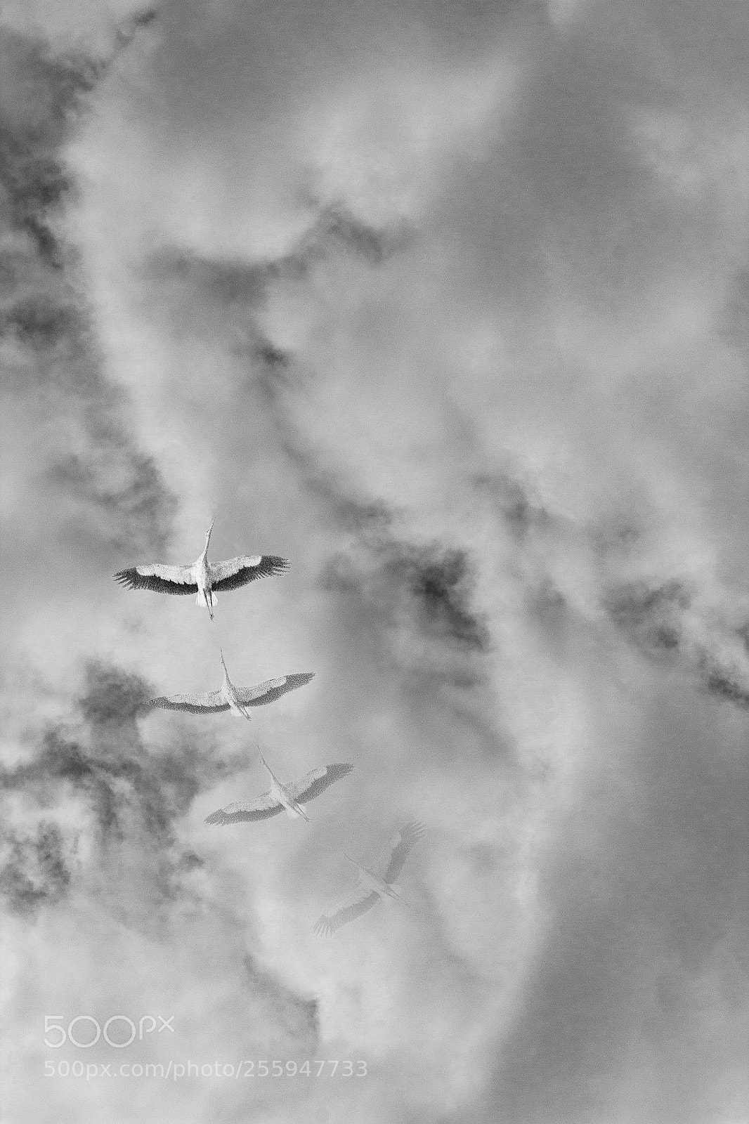 Canon EOS 60D sample photo. Stork under clouds photography