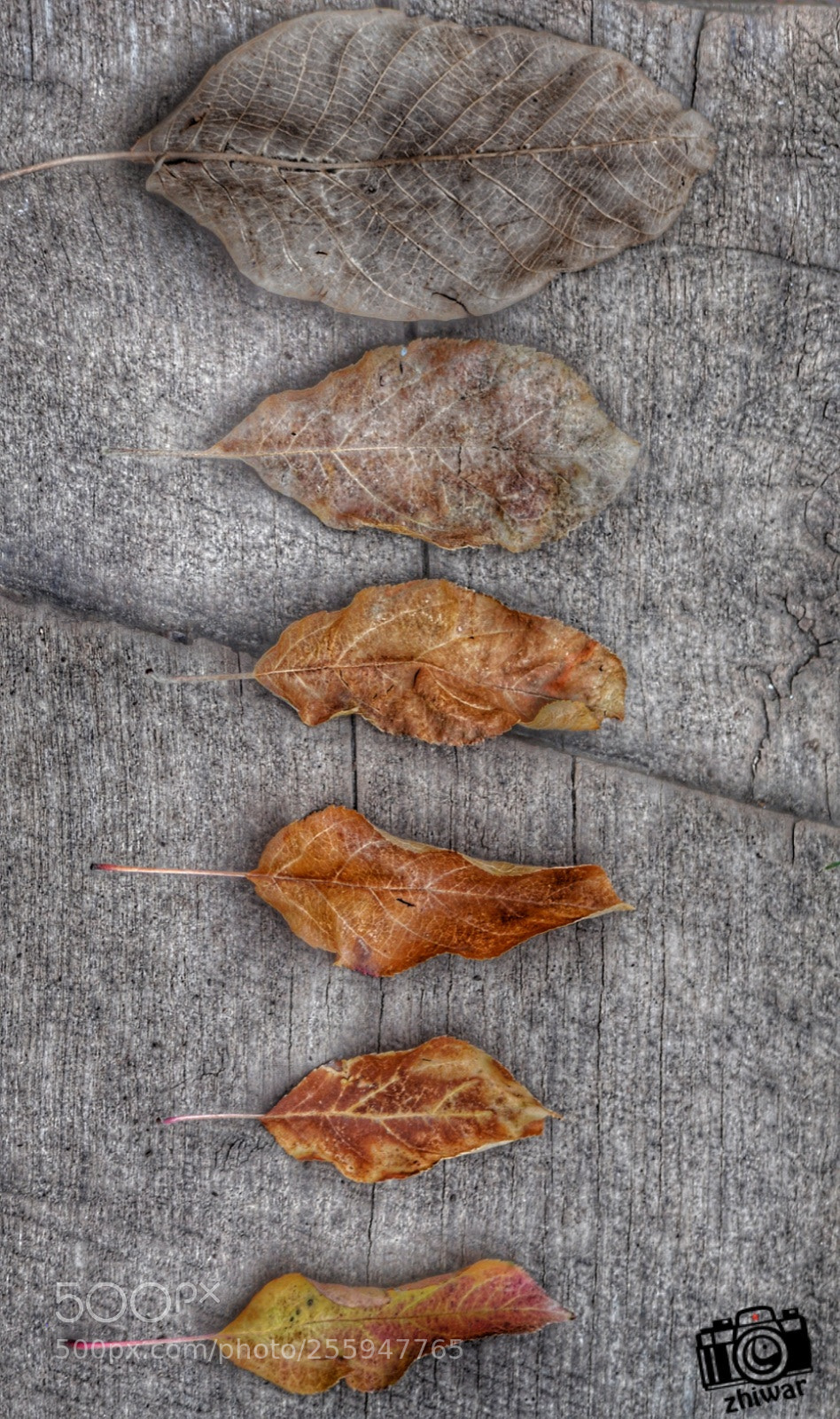 Nikon D5000 sample photo. Untitled photography