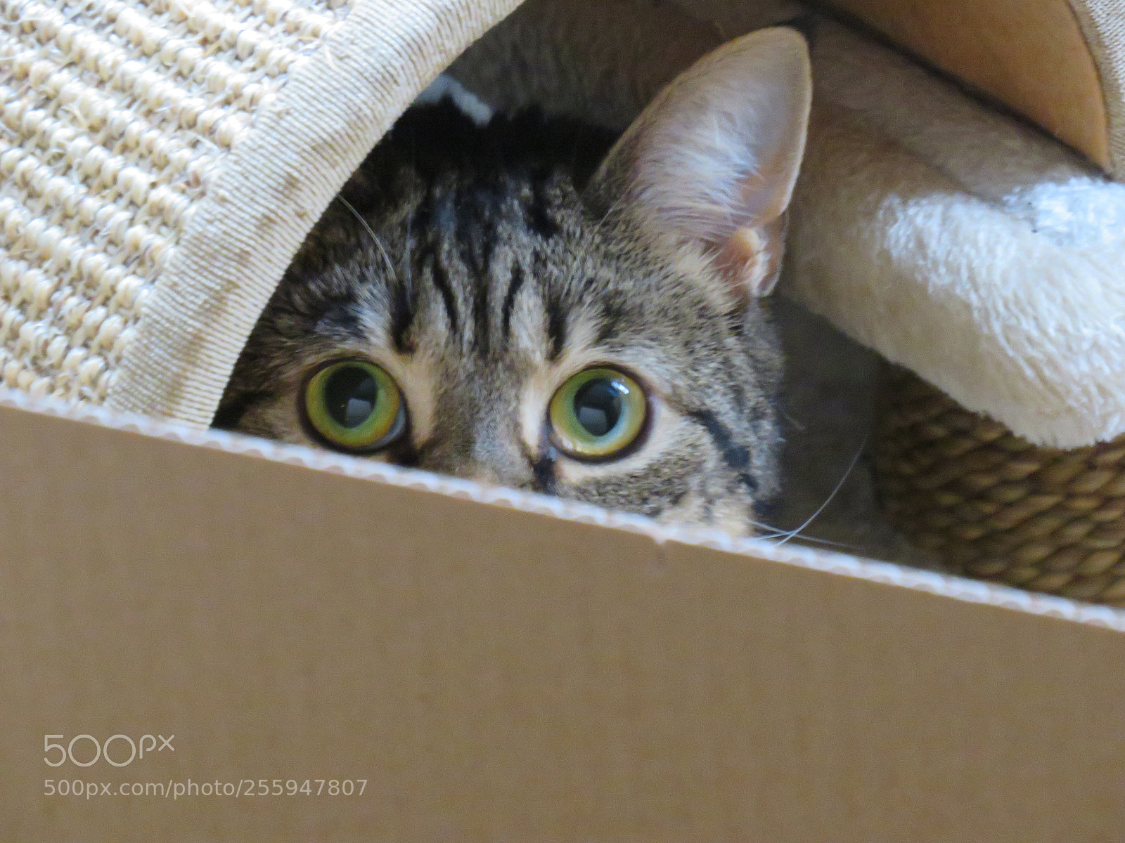 Canon PowerShot SX540 HS sample photo. Eyes photography