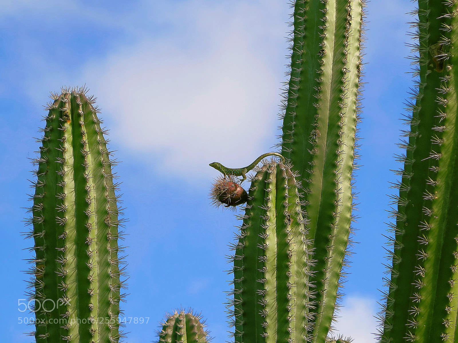 Canon PowerShot G16 sample photo. Lizard on cactus photography
