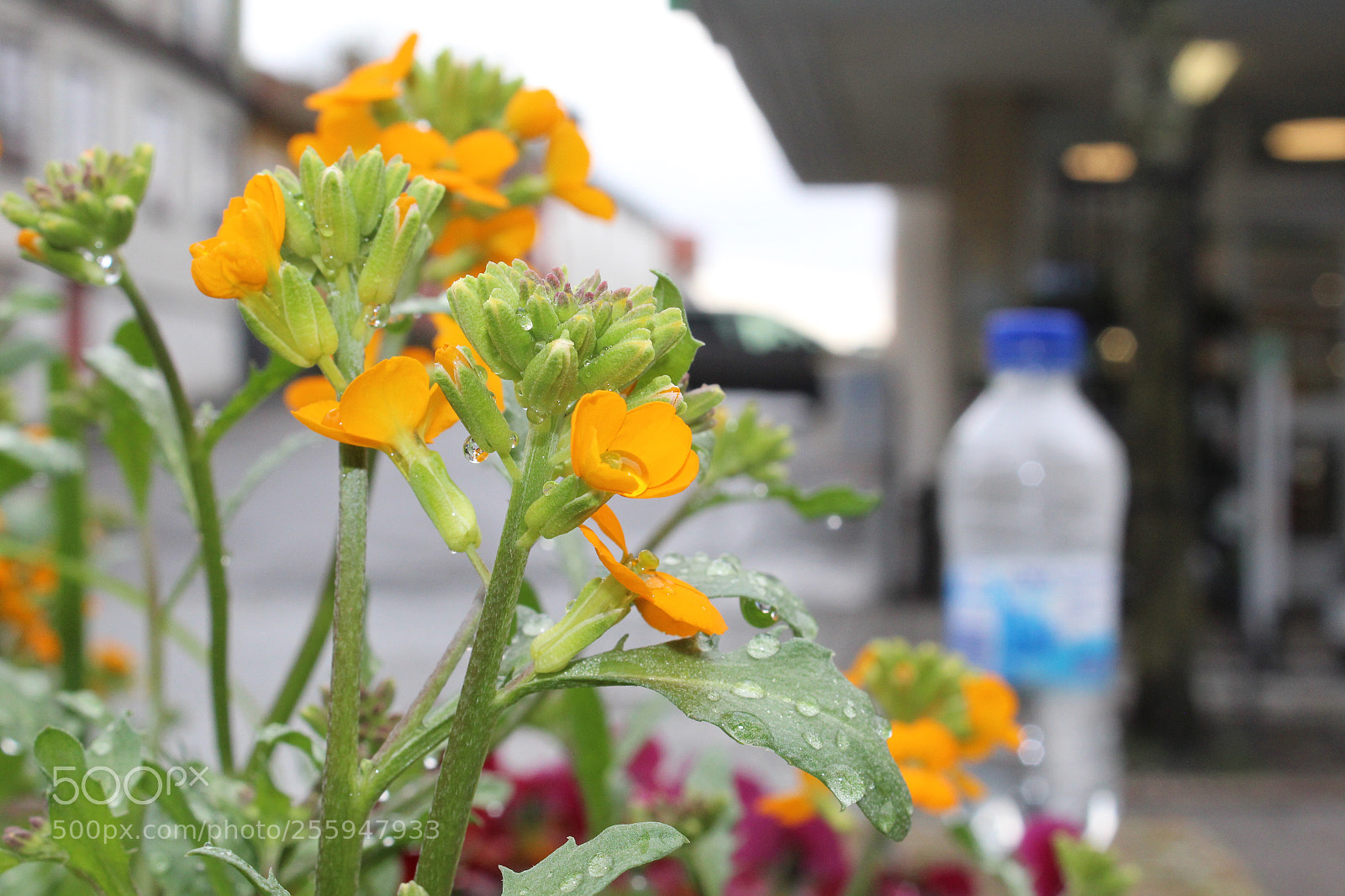 Canon EOS 1300D (EOS Rebel T6 / EOS Kiss X80) sample photo. Untitled photography