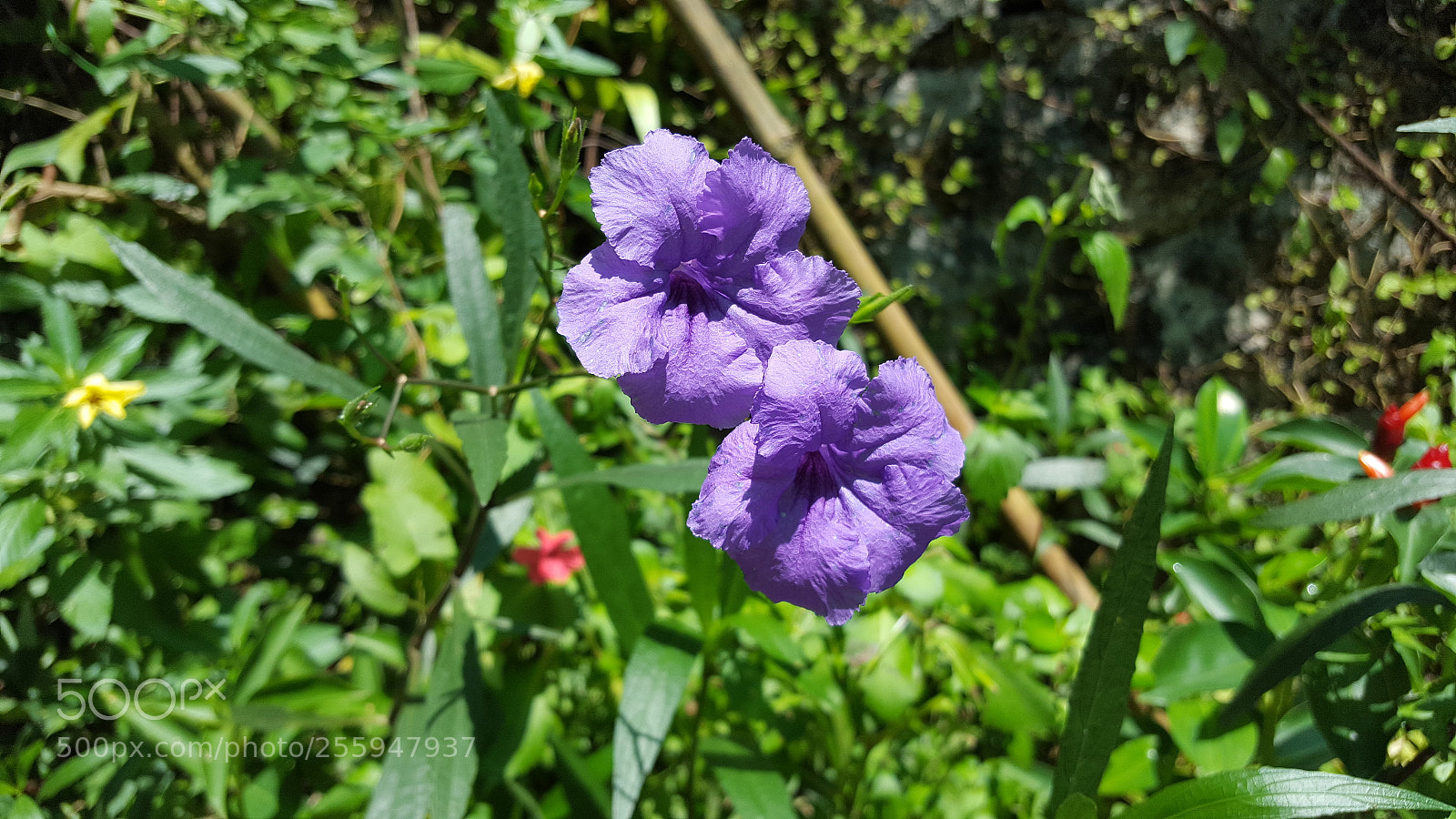 Samsung Galaxy S6 sample photo. Roses are red, violets photography