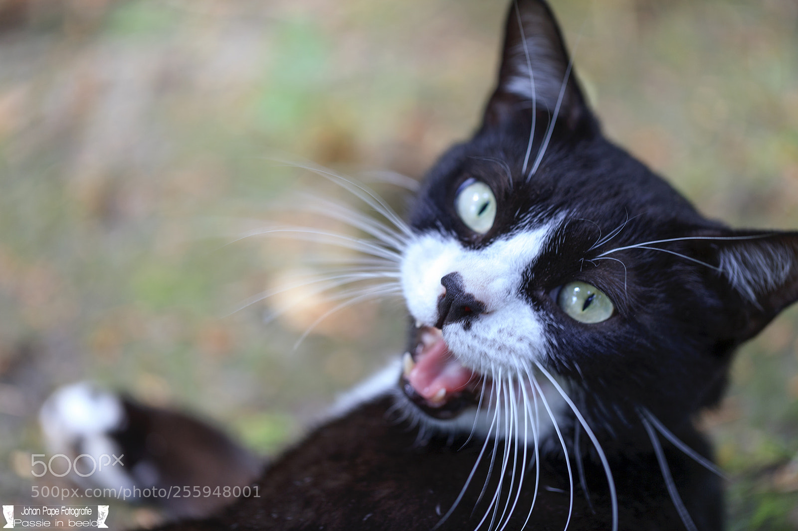 Canon EOS 5D Mark II sample photo. Don't get too close! photography