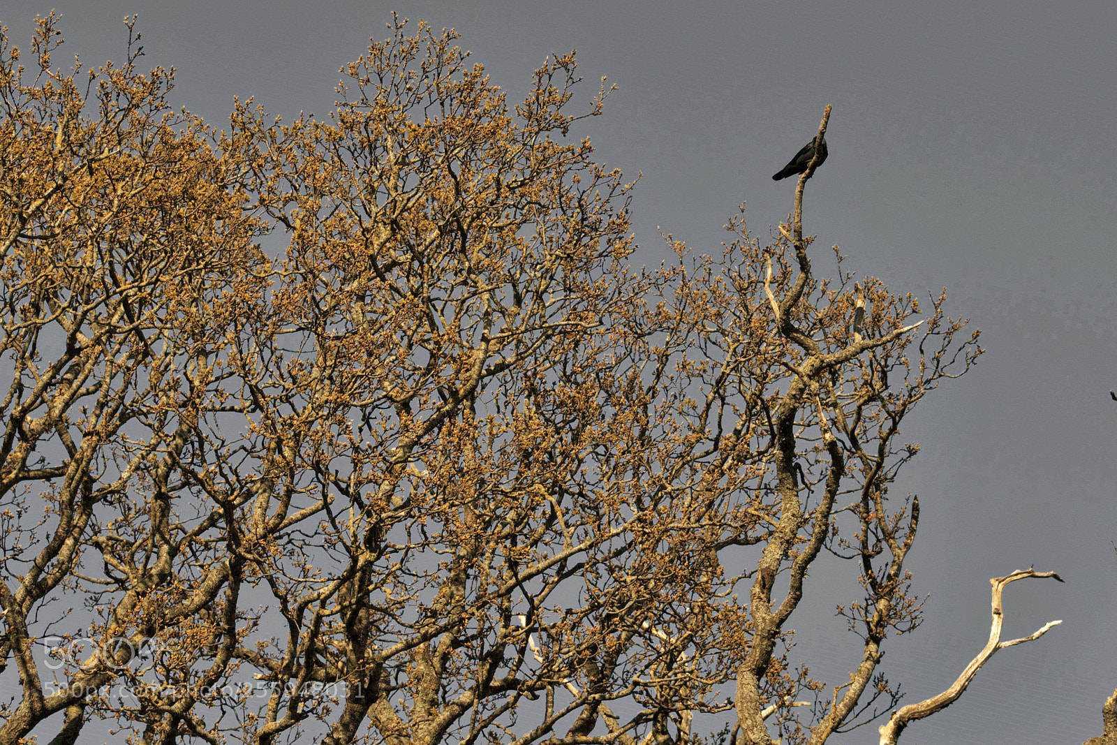 Canon EOS 1300D (EOS Rebel T6 / EOS Kiss X80) sample photo. Bird on a tree photography