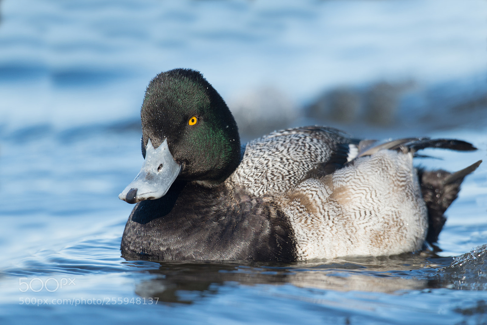 Nikon D4 sample photo. Petit fuligule, / lesser scaup photography