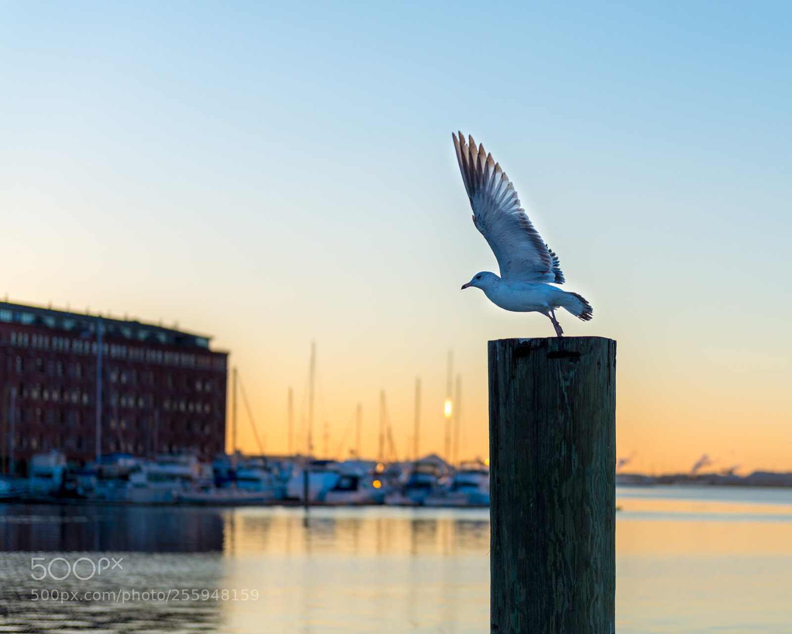 Nikon D800 sample photo. Lift off photography