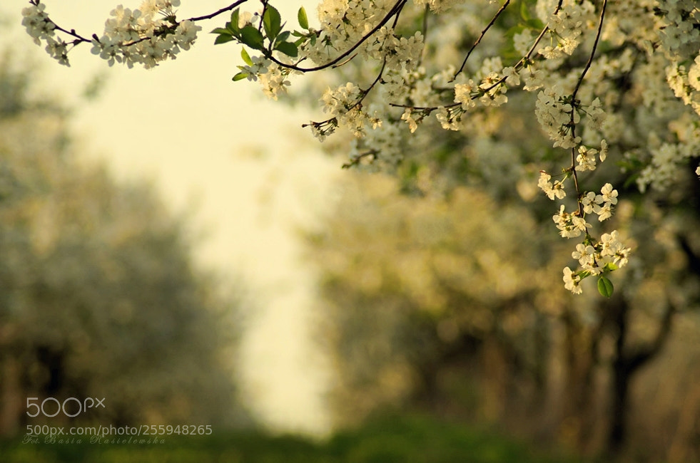 Nikon D5100 sample photo. Spring minimalism... cherry orchard photography