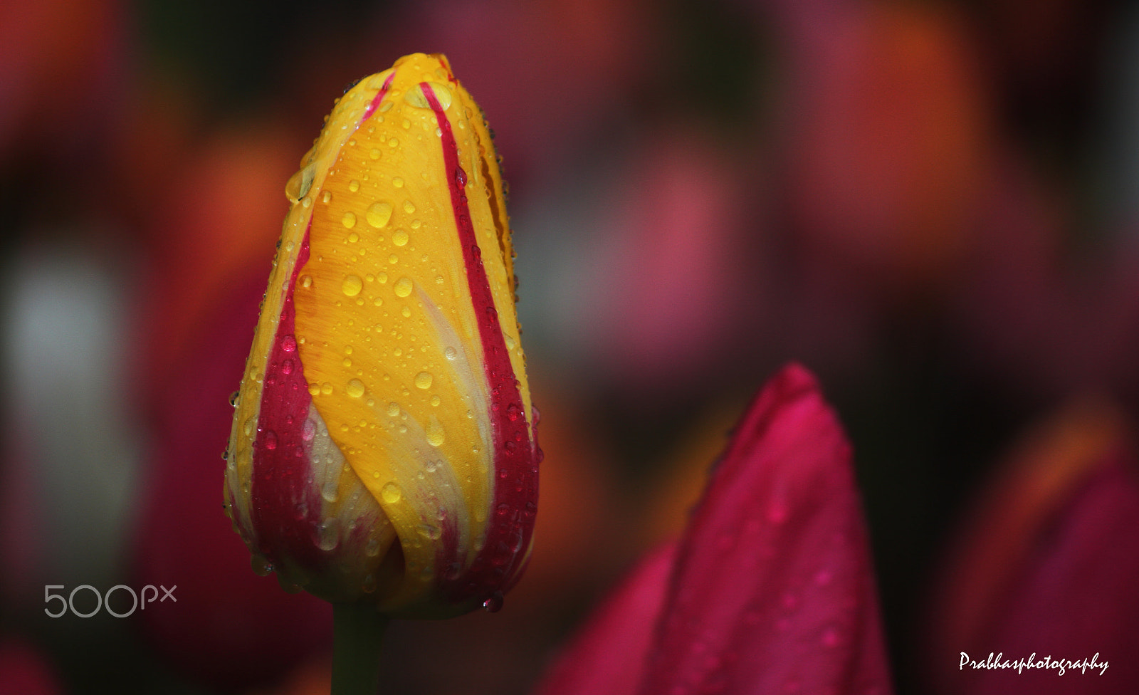Canon EOS 550D (EOS Rebel T2i / EOS Kiss X4) sample photo. Tulip and the dews ! photography