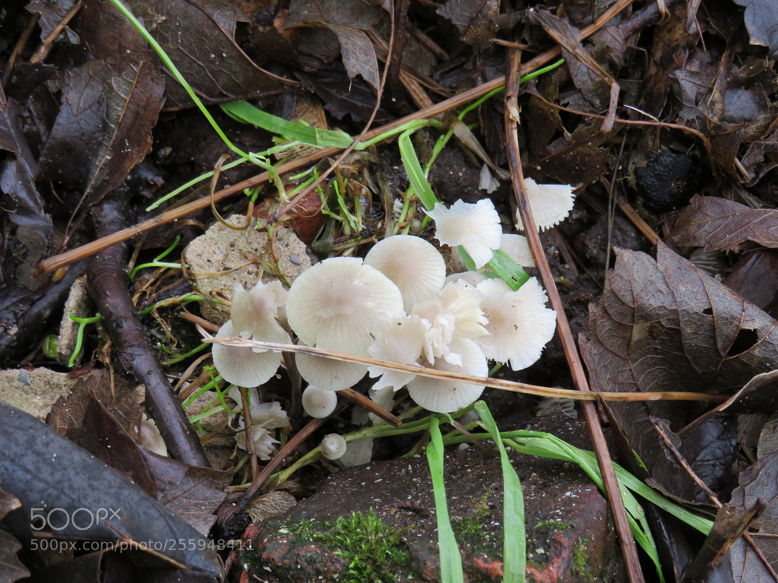 Canon PowerShot SX540 HS sample photo. Fungi photography