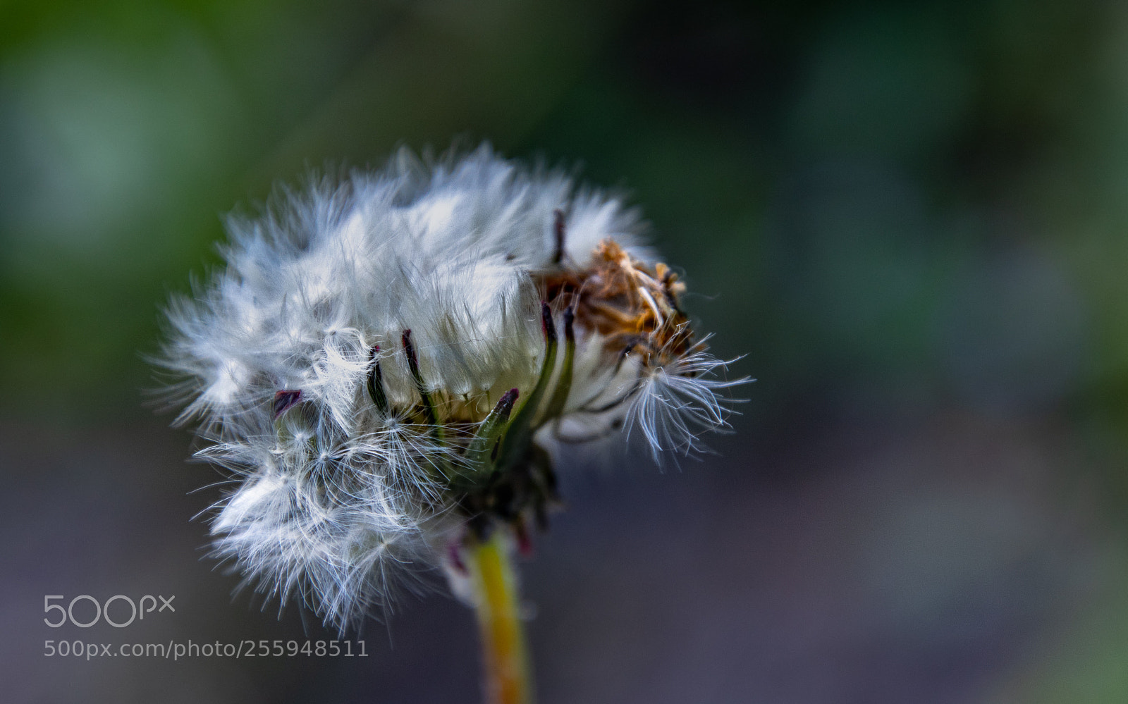 Canon EOS 80D sample photo. Pissenlit moribond photography