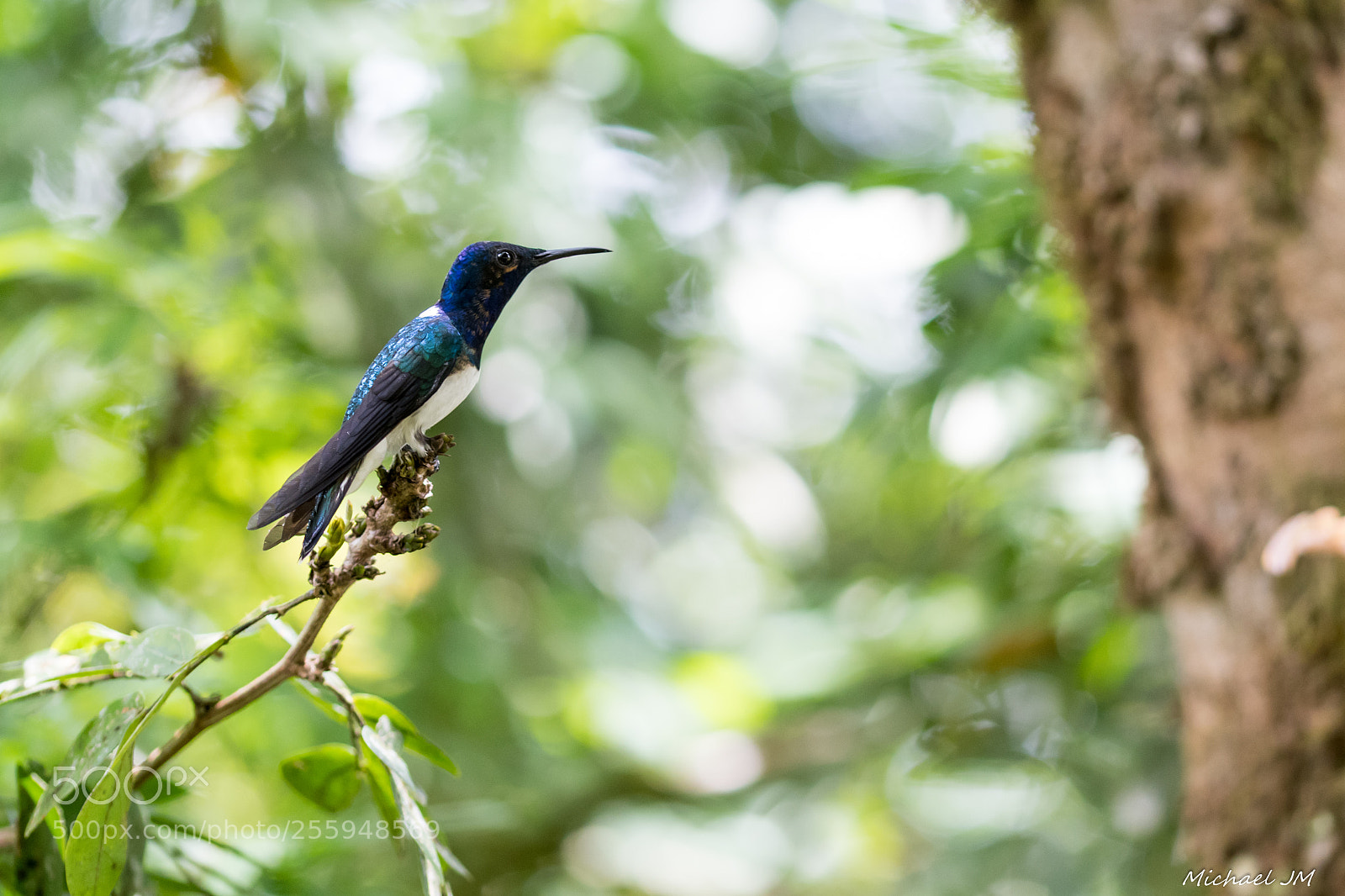 Nikon D500 sample photo. Colibri estático photography
