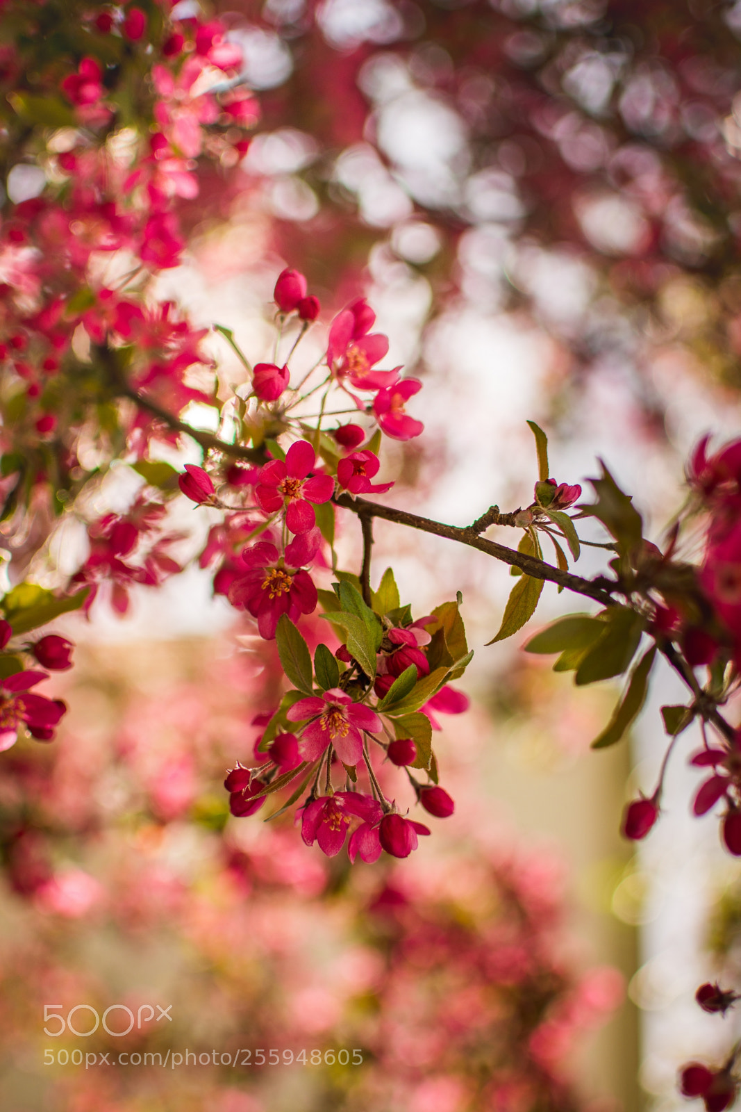 Nikon D7200 sample photo. Spring blossom photography