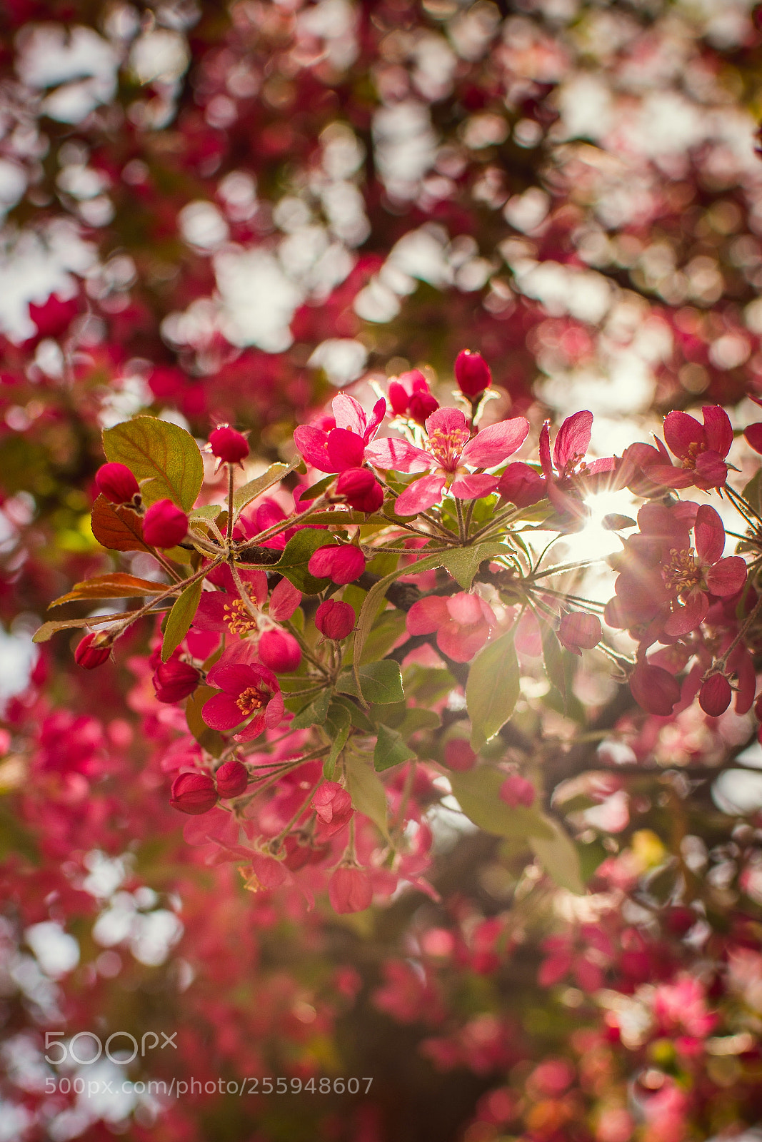 Nikon D7200 sample photo. Spring blossom photography