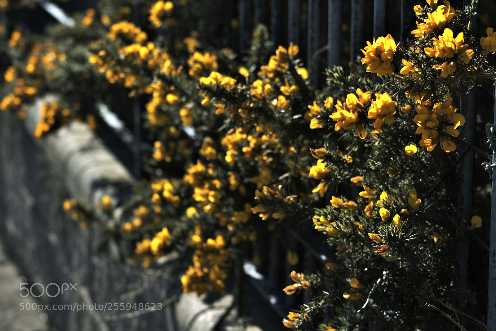 Canon EOS 1300D (EOS Rebel T6 / EOS Kiss X80) sample photo. Yellow spring photography