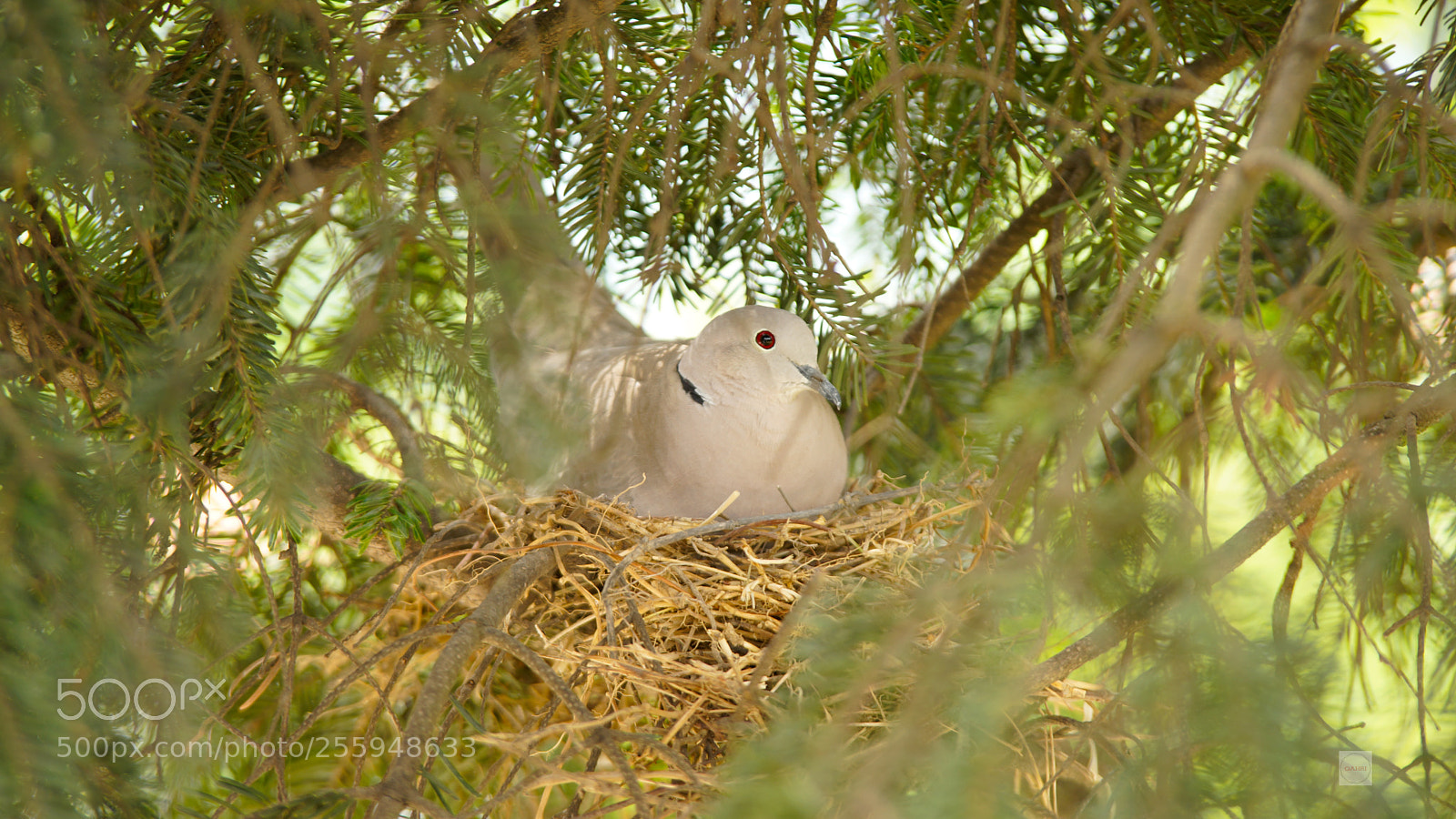 Sony SLT-A99V sample photo. Mother dove photography