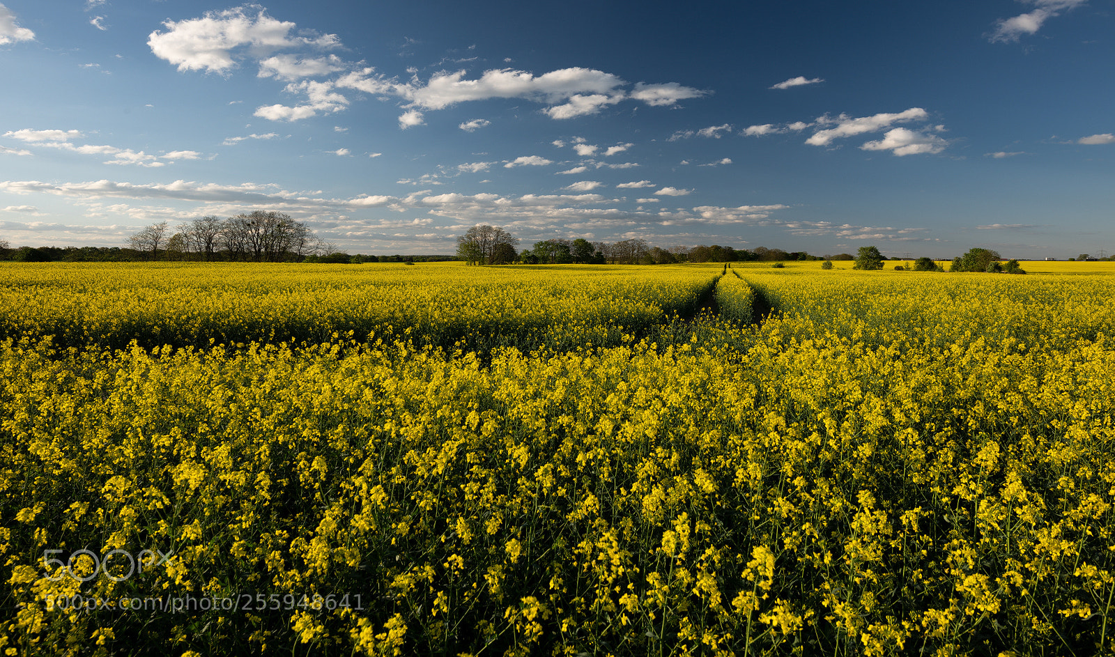 Nikon D810 sample photo. Raps photography