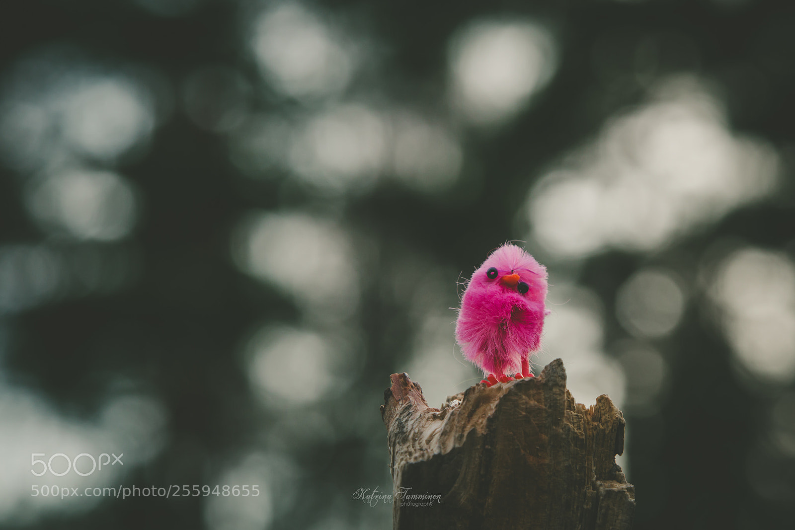 Canon EOS 6D sample photo. Small chick in a photography