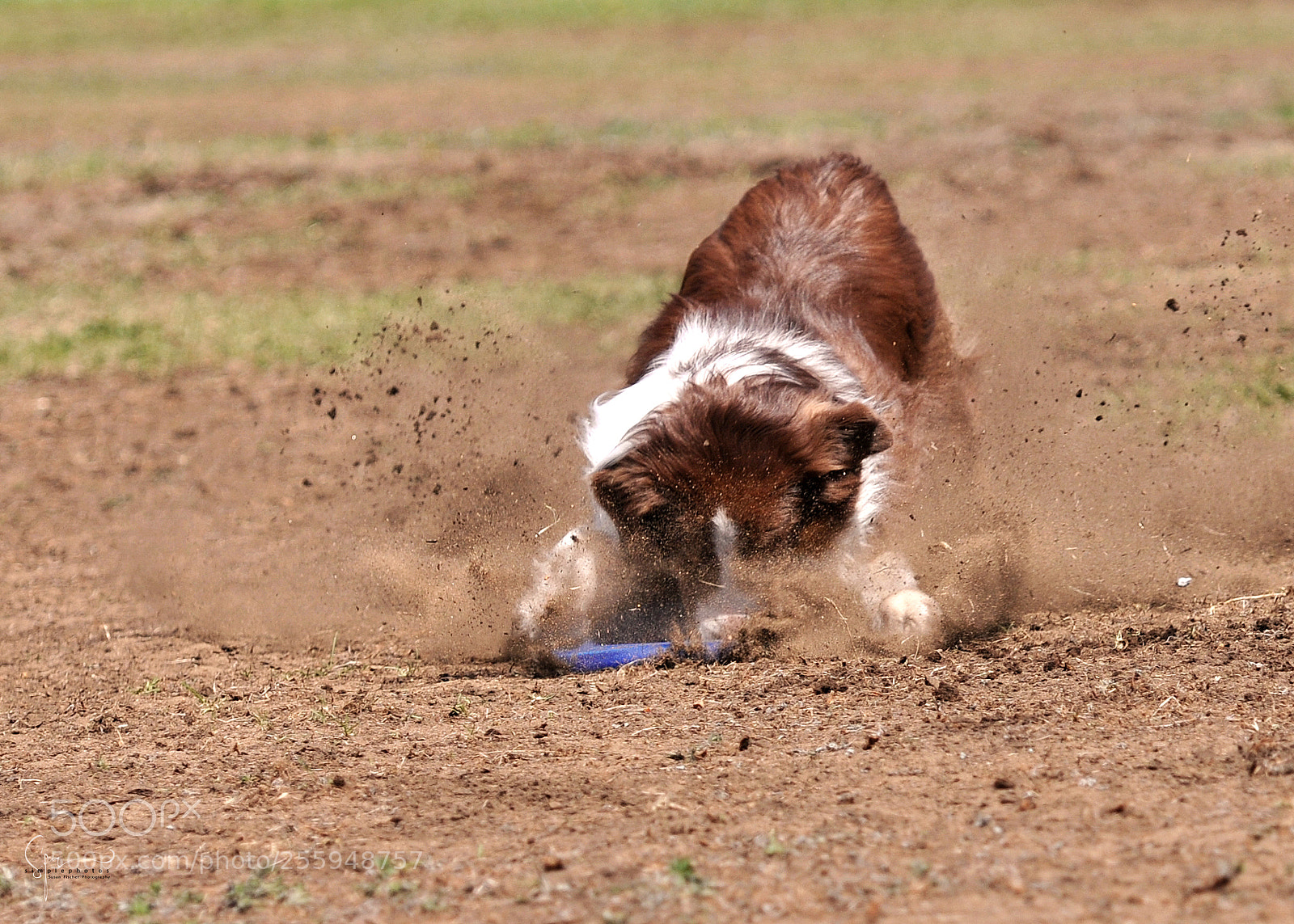 Nikon D300 sample photo. Aussie bites the dust photography