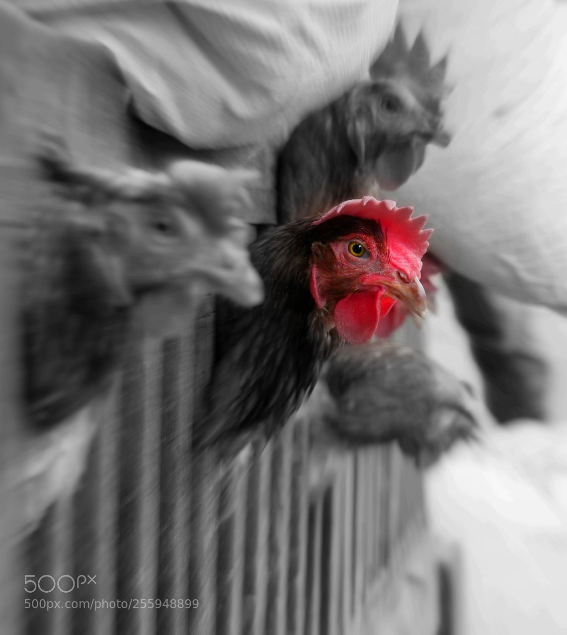 Panasonic Lumix DMC-GH3 sample photo. Jailbird photography