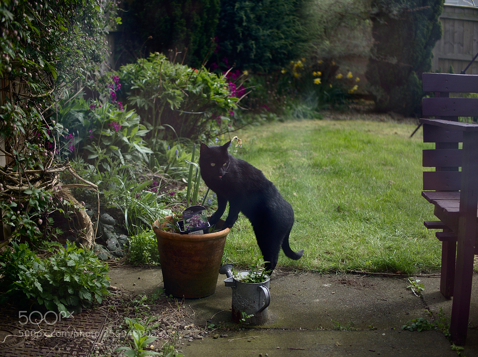 Olympus OM-D E-M10 II sample photo. Cat mint photography