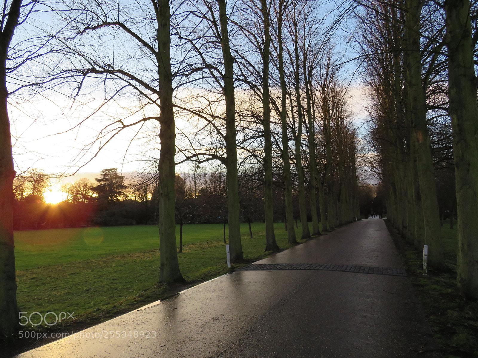 Canon PowerShot SX540 HS sample photo. Tree lined path at photography