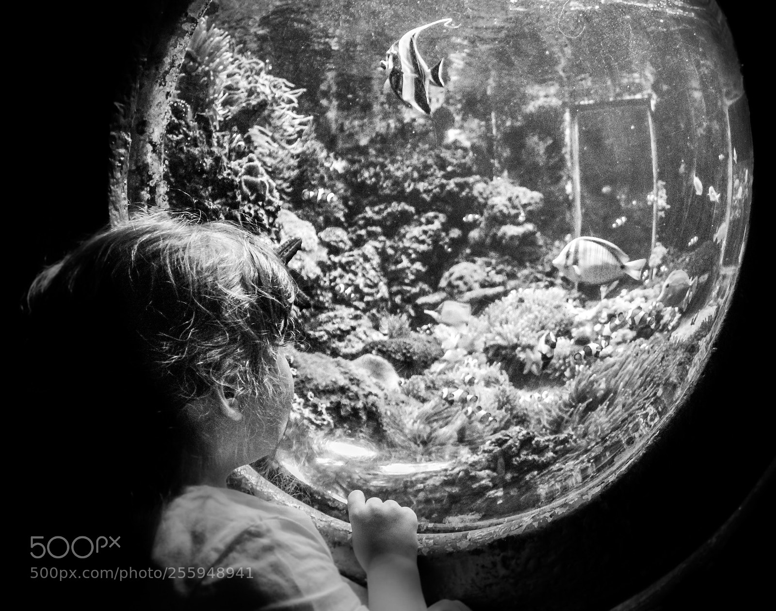 Canon EOS 1300D (EOS Rebel T6 / EOS Kiss X80) sample photo. The mystical aquarium photography