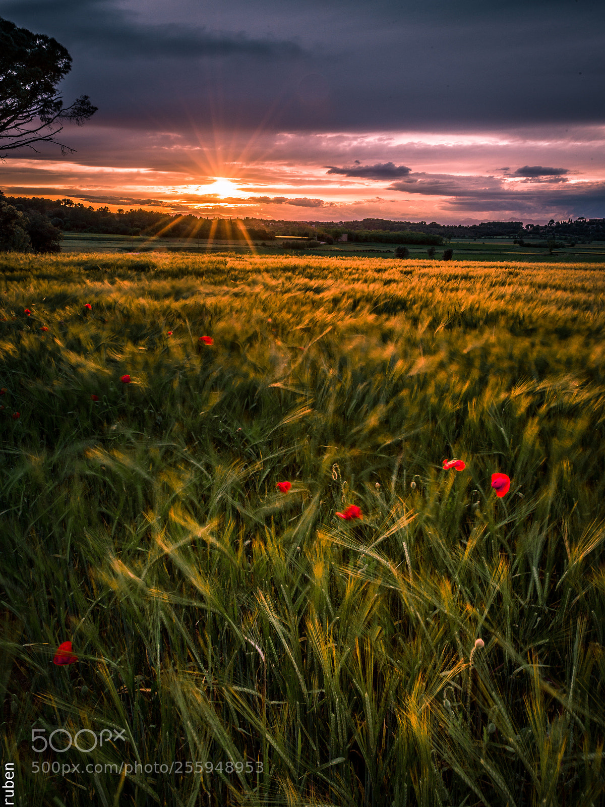 Nikon D610 sample photo. Sunset in ullastret. photography