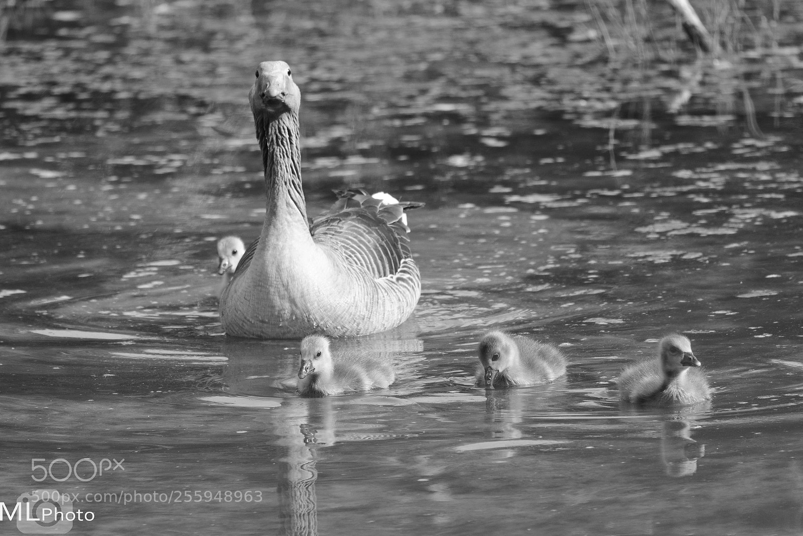 Nikon D800 sample photo. Happy family photography
