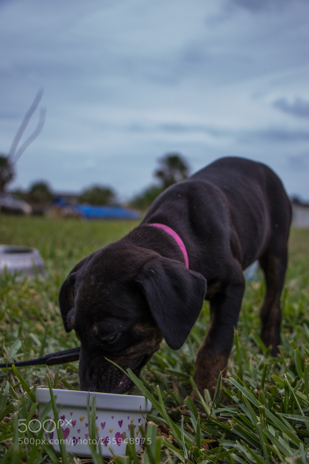 Canon EOS 80D sample photo. Puppy eating photography