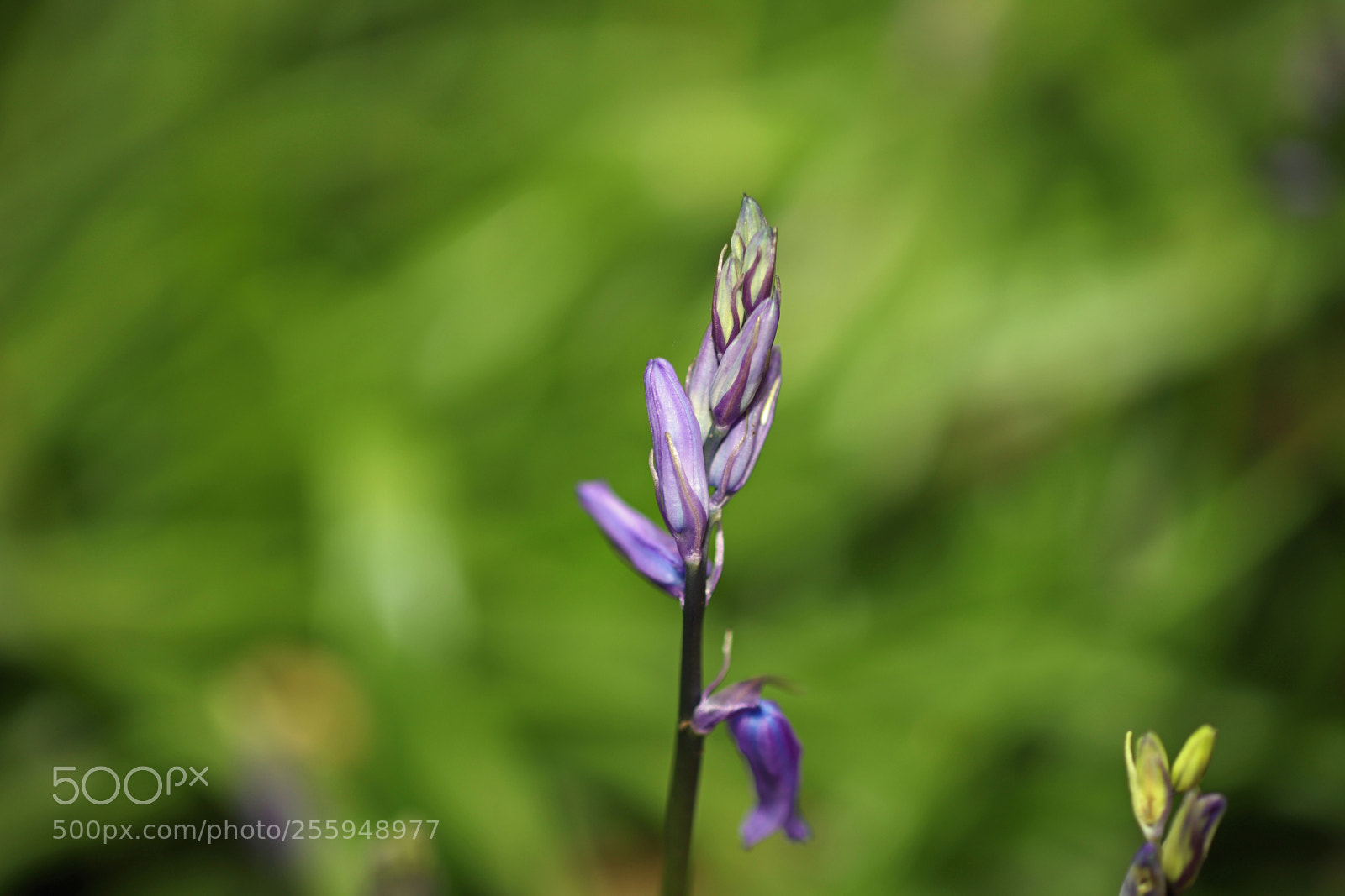 Canon EOS 6D Mark II sample photo. 2018-04-29_003.jpg photography