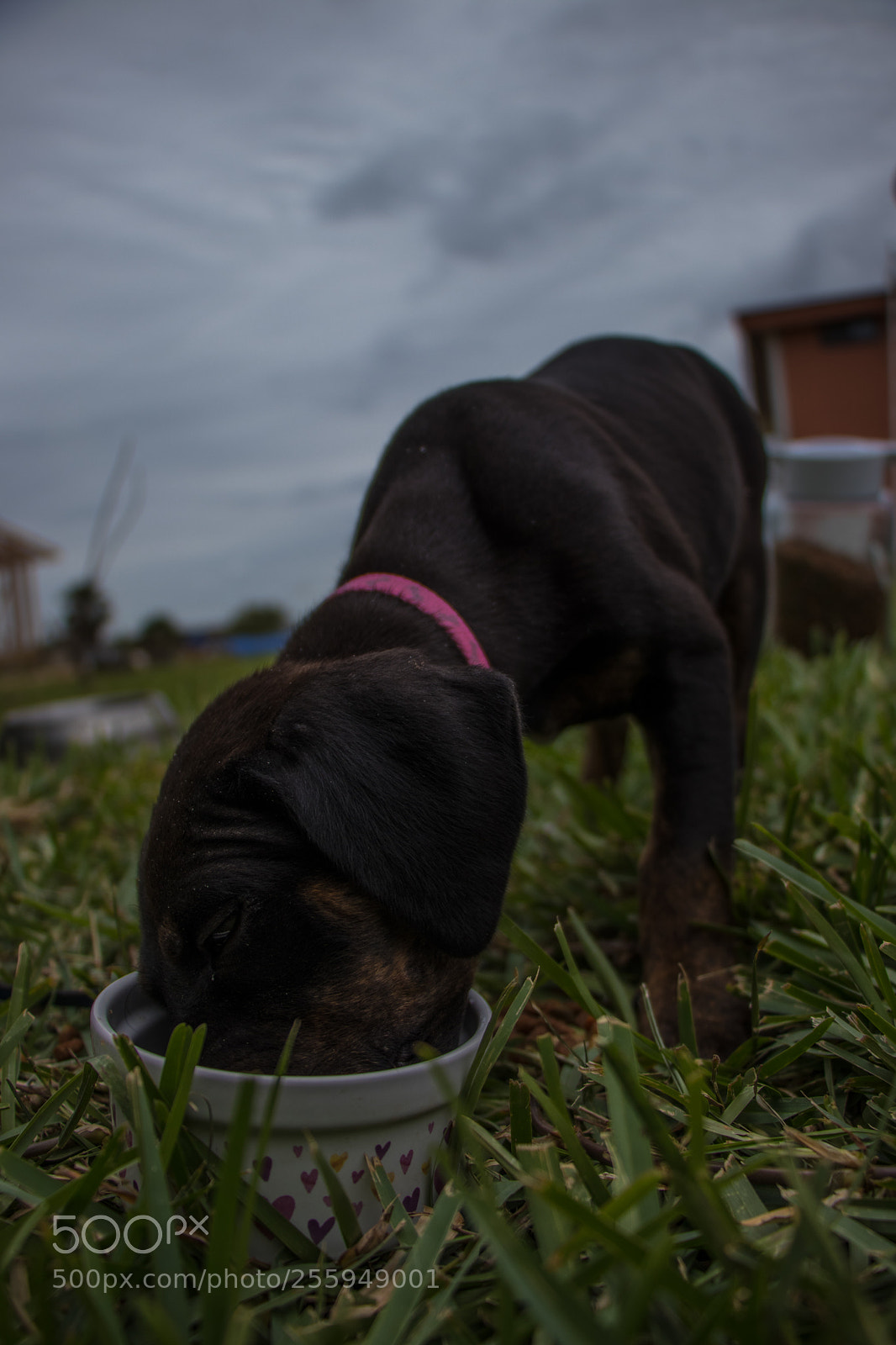 Canon EOS 80D sample photo. Puppy eating photography