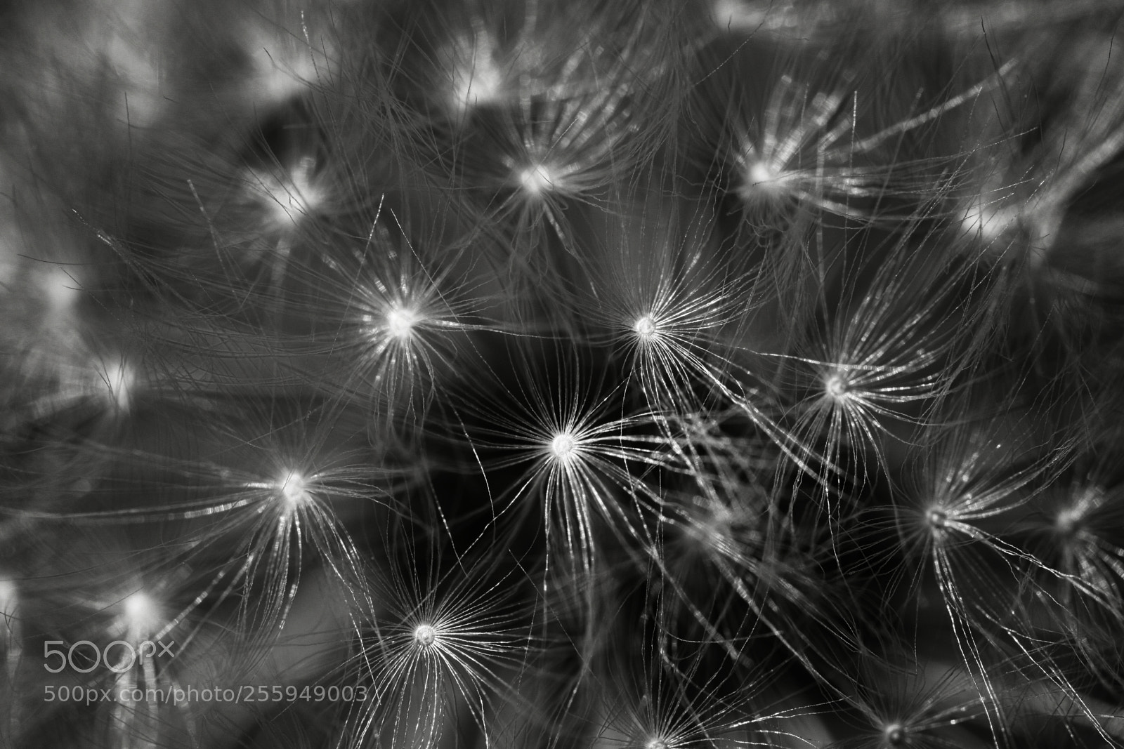 Canon EOS 50D sample photo. Dandelion photography