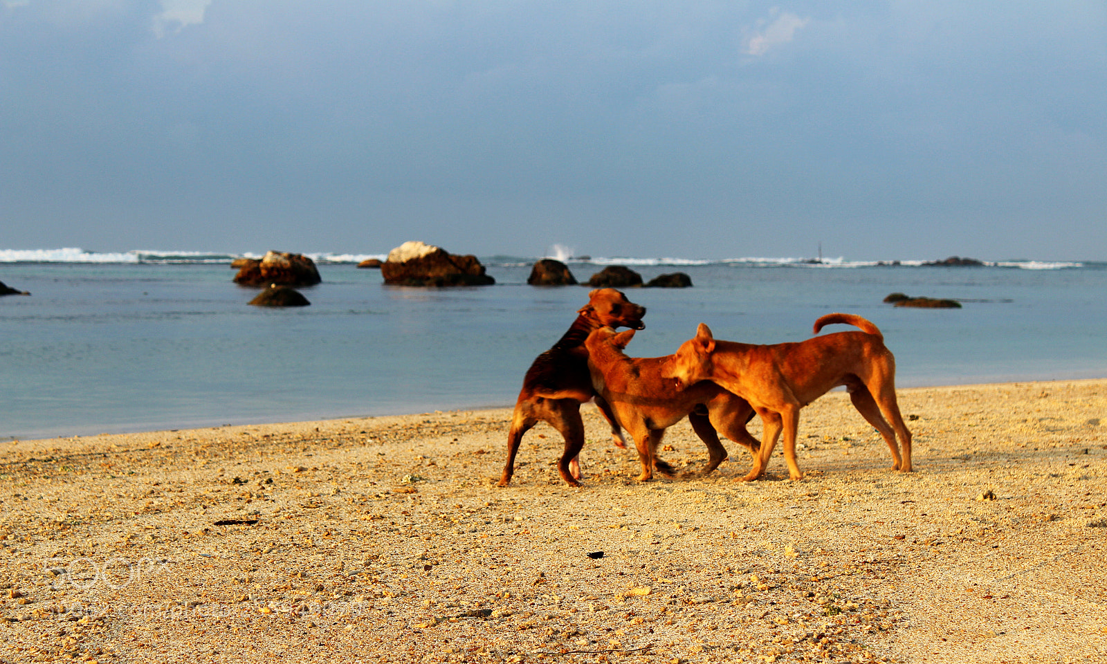 Canon EOS 1300D (EOS Rebel T6 / EOS Kiss X80) sample photo. Dog business photography