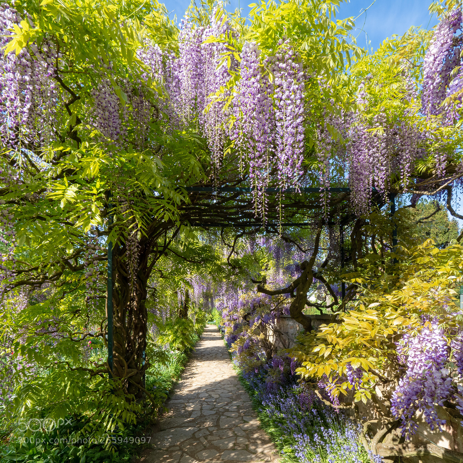 Olympus OM-D E-M1 Mark II sample photo. Japanische wisteria (blauregen) photography