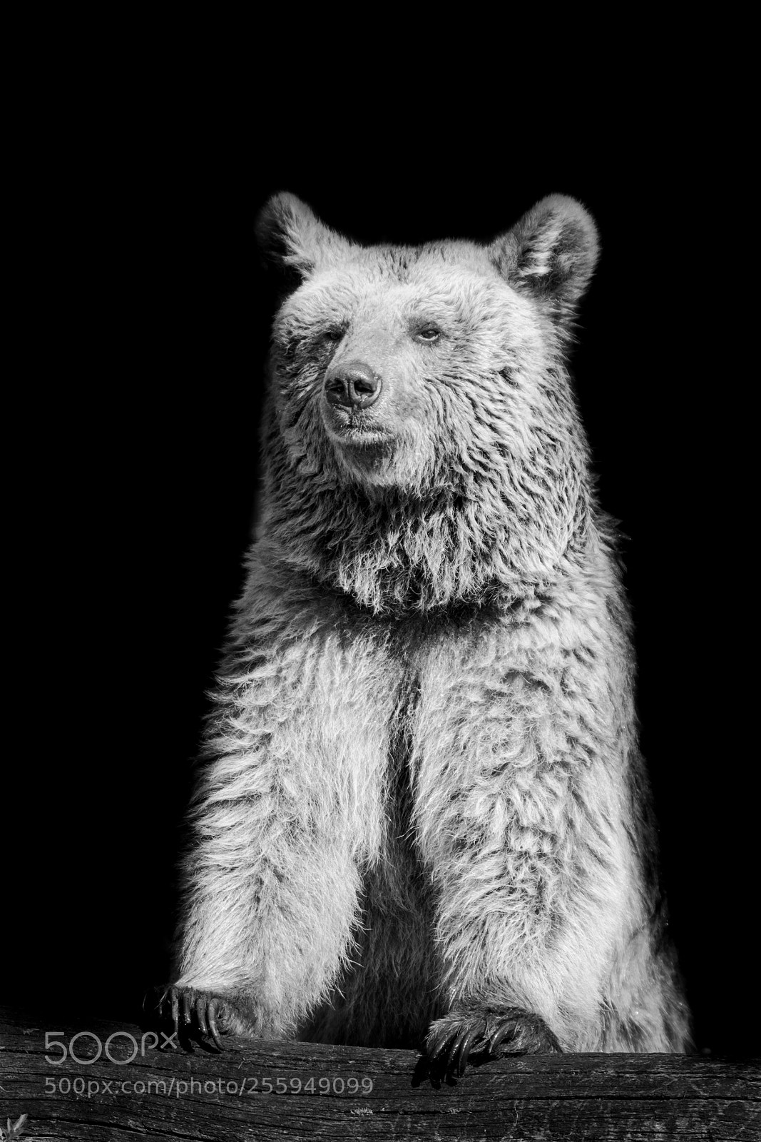 Canon EOS 5D Mark II sample photo. Bear photography