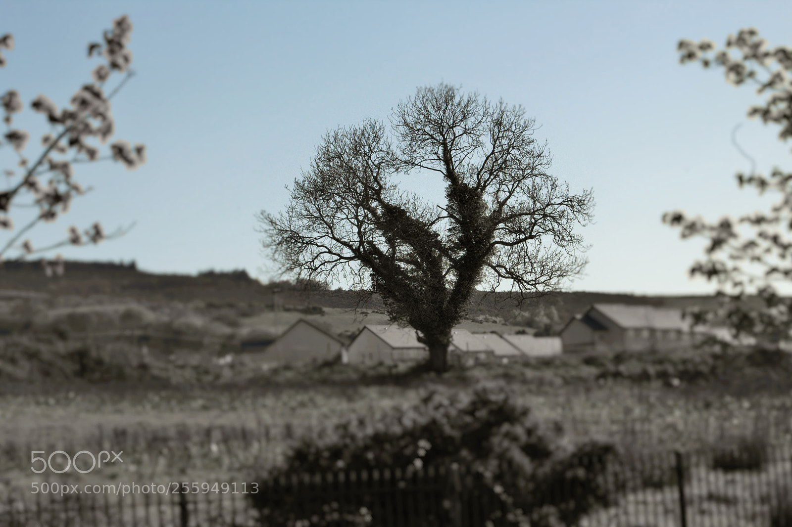Canon EOS 1300D (EOS Rebel T6 / EOS Kiss X80) sample photo. Lonely tree photography