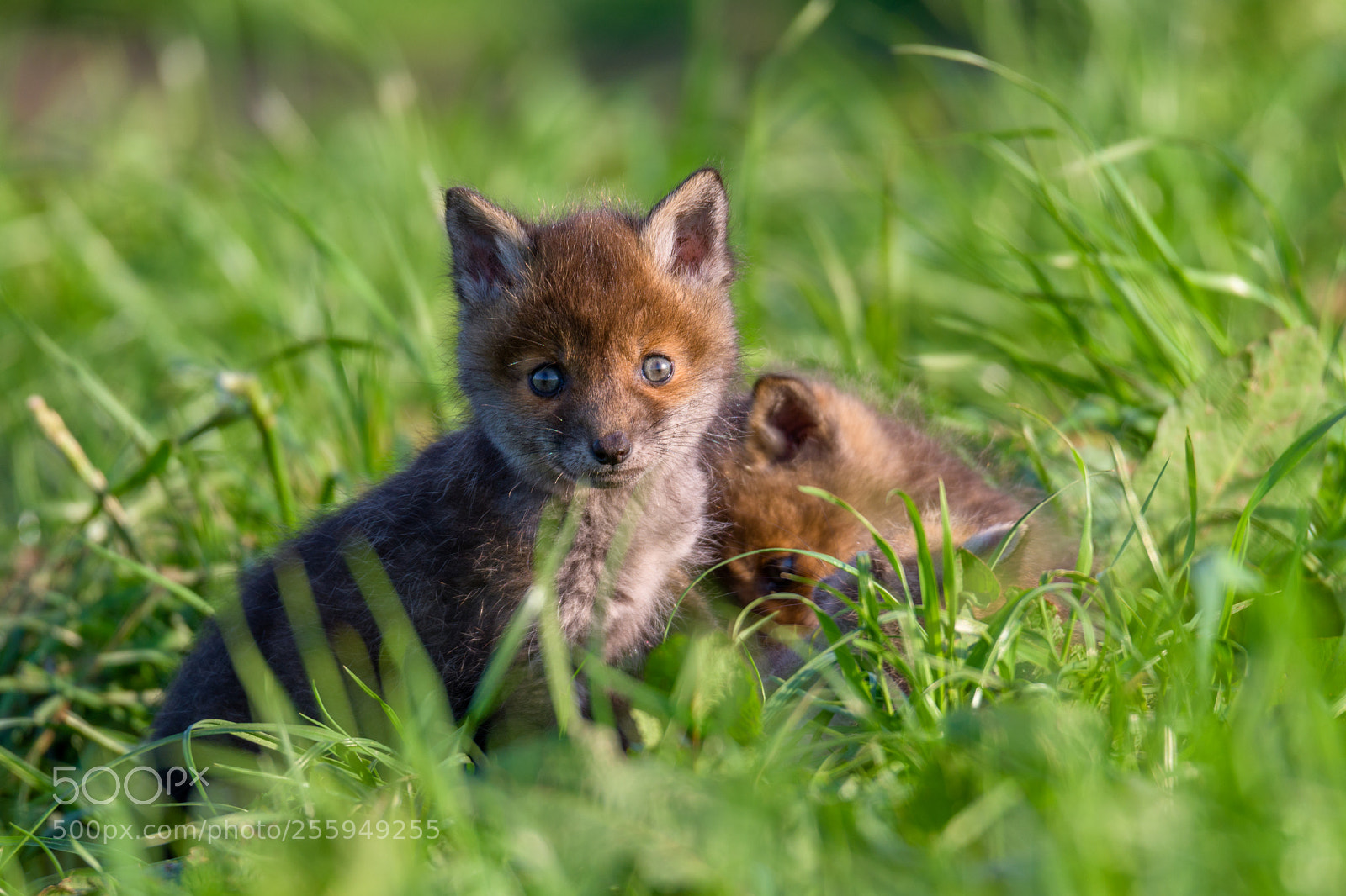 Nikon D500 sample photo. 3 sleepy fox cubs photography