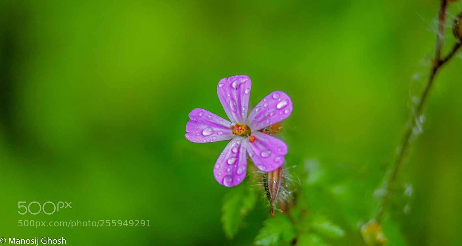 Nikon D5200 sample photo. Water drops on flower... photography