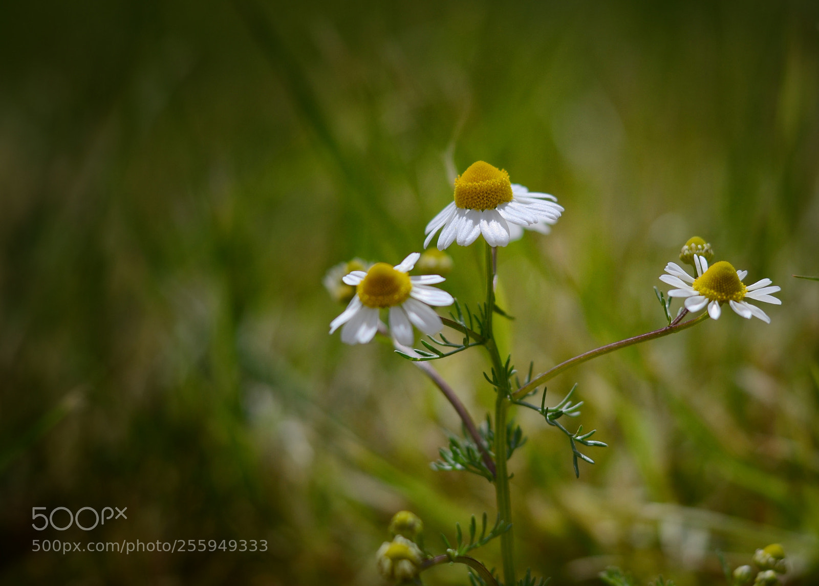 Nikon D5100 sample photo. Daisy photography