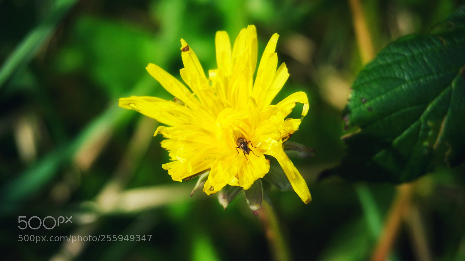 Sony a6000 sample photo. Pretty fly photography