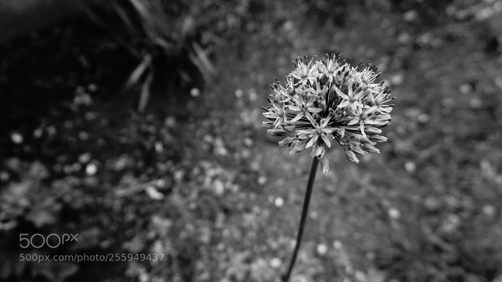 Sony Alpha a5000 (ILCE 5000) sample photo. Fleur photography