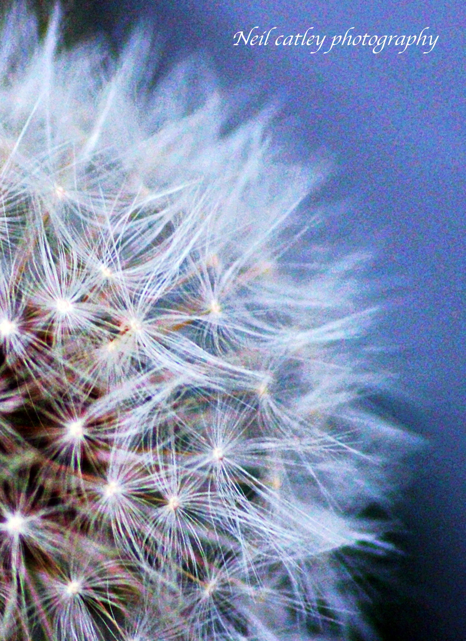 Canon EOS 1200D (EOS Rebel T5 / EOS Kiss X70 / EOS Hi) sample photo. Dandelion clock photography