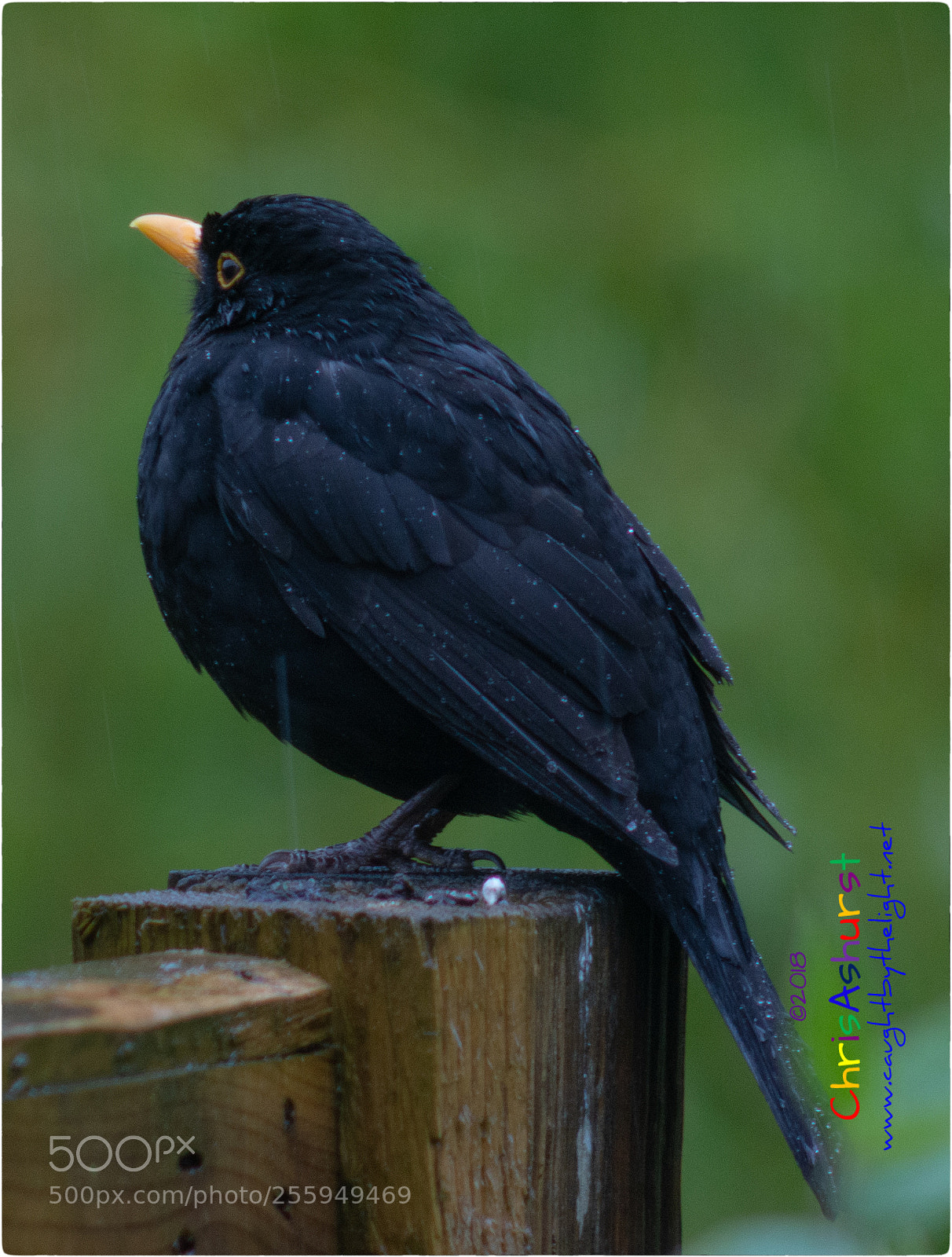 Nikon D7100 sample photo. A wet blackbird on photography