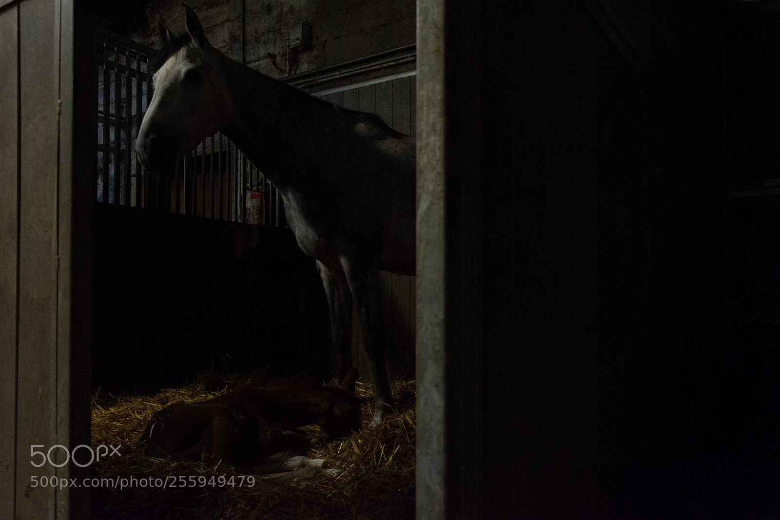 Nikon D7200 sample photo. A mother and her photography