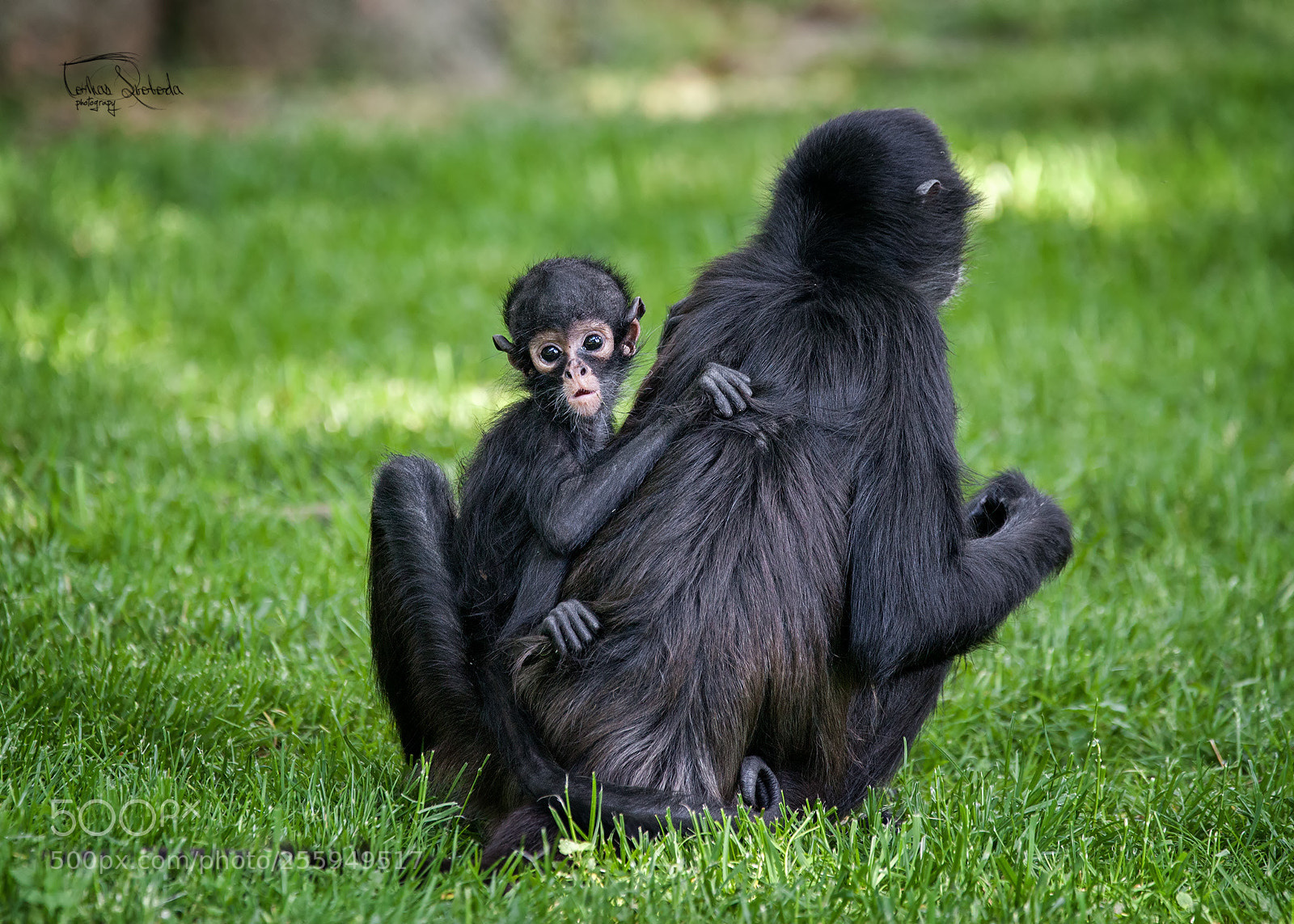 Canon EOS 5D Mark II sample photo. Geoffroy's spider monkey ateles photography