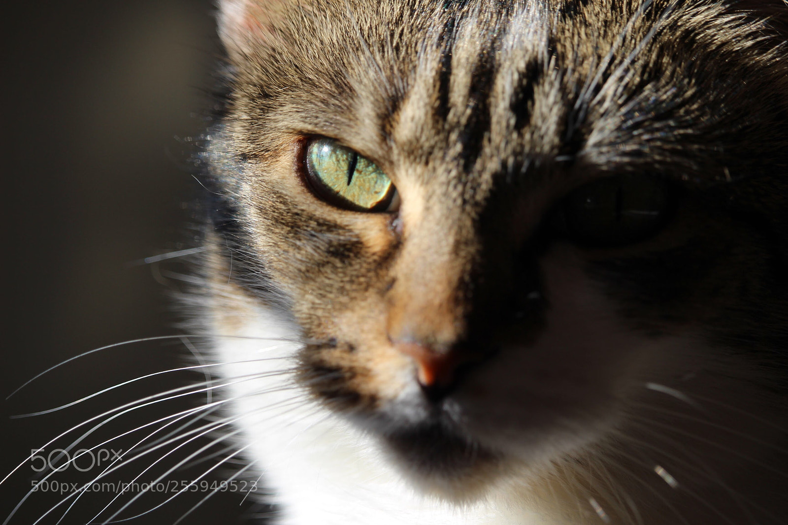 Canon EOS 100D (EOS Rebel SL1 / EOS Kiss X7) sample photo. Concentration photography
