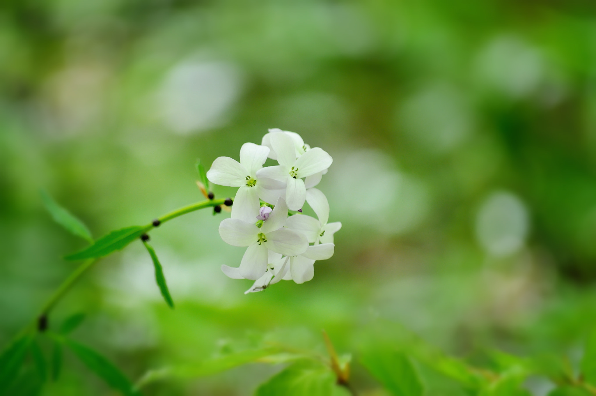 Nikon D5000 sample photo. Fragile photography