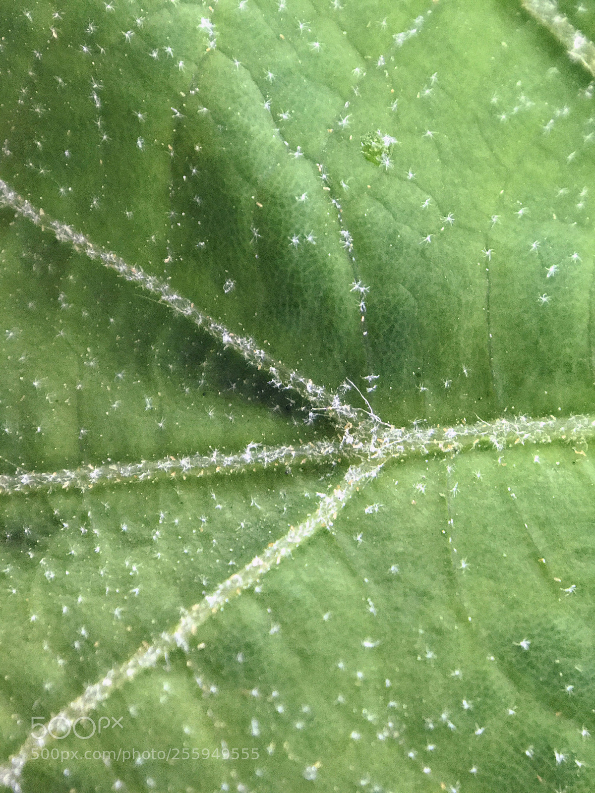 Apple iPhone 7 Plus sample photo. Dots photography