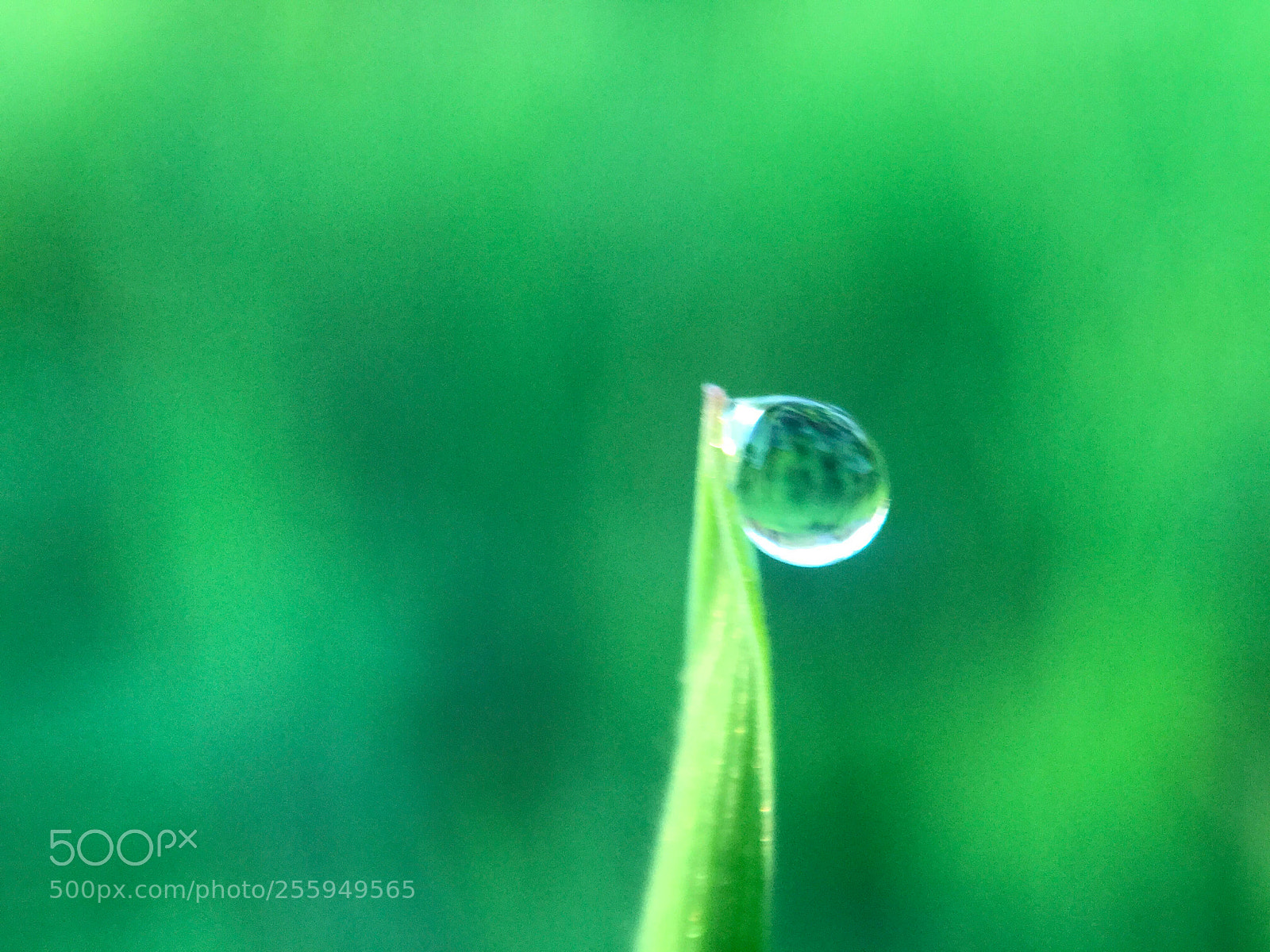 Apple iPhone 7 Plus sample photo. Droplet photography