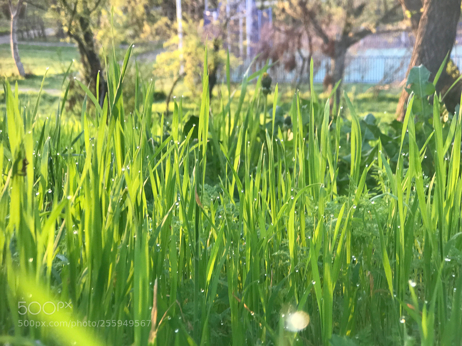 Apple iPhone 7 Plus sample photo. Morning dew photography